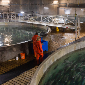 Sustainable Blue’s tanks with salmon swimming in them