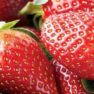 Read more about Profitez des fraises de l’été!