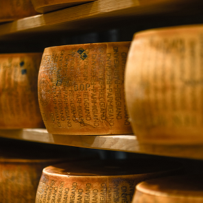 Parmesan wheels on shelves stamped with a DOP designation.