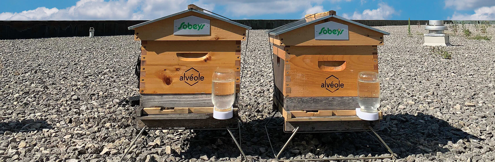 two sobeys apiaries